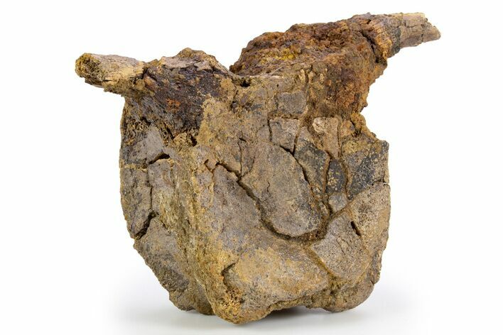 Hadrosaur (Edmontosaurus) Proximal Caudal Vertebra - Wyoming #303371